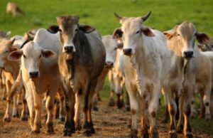 AGED realiza vacinação contra febre aftosa na Grande São Luís