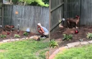 Casal chega de viagem e encontra cão com sinais de maus-tratos em casa