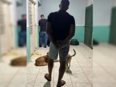 Clínica do terror: falso veterinário matou cães e gatos após cirurgias