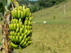 O que a febre oropouche no Sudeste tem a ver com o plantio de bananas