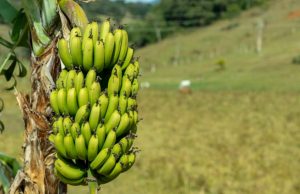 O que a febre oropouche no Sudeste tem a ver com o plantio de bananas