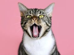 Gatos miam mais para homens do que para mulheres, diz estudo