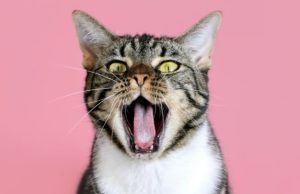 Gatos miam mais para homens do que para mulheres, diz estudo